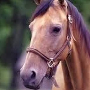 Meet your Posher, Annie